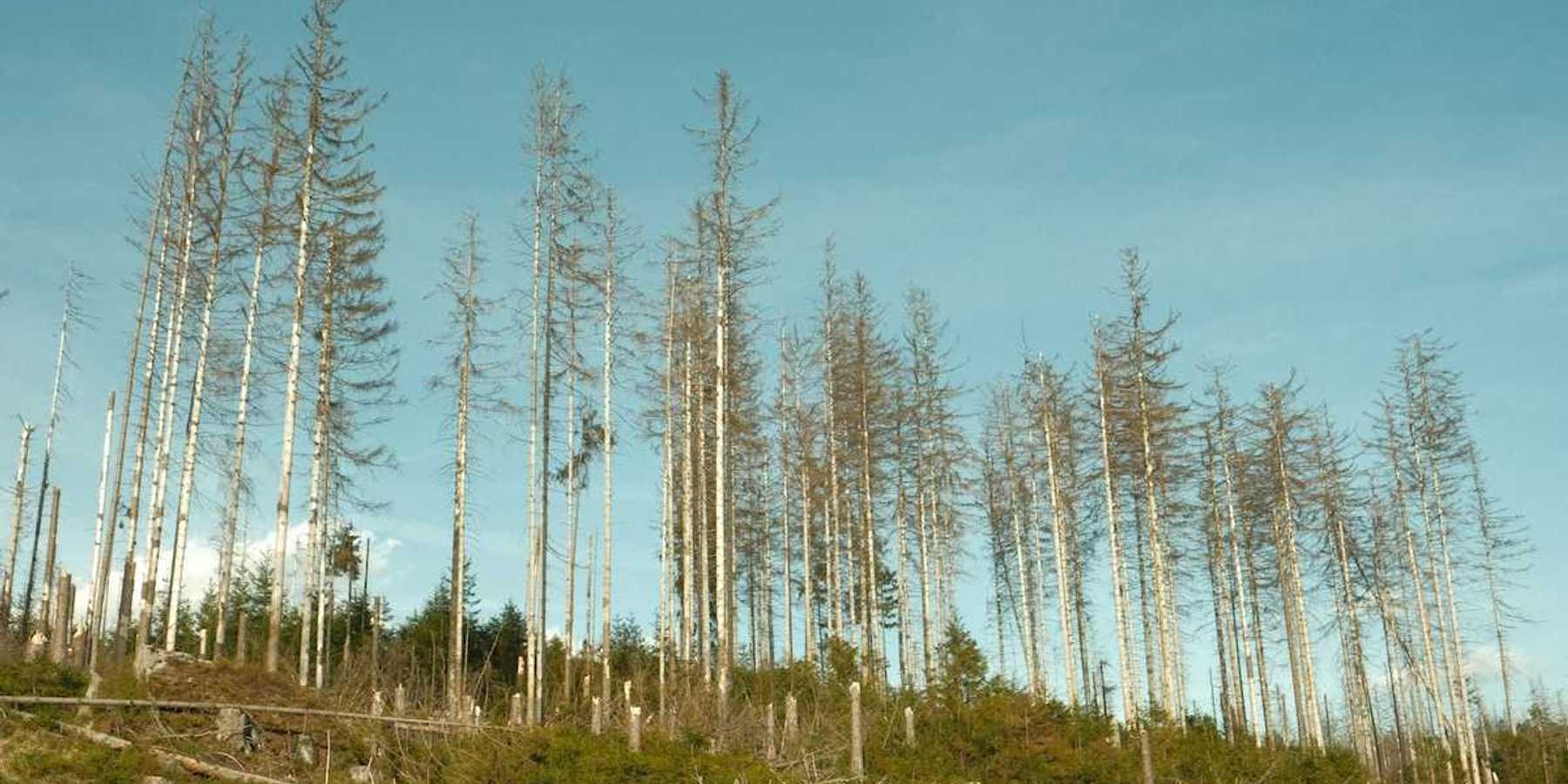 Aftermath of logging clearcutting operation with sparse diseased trees left behind