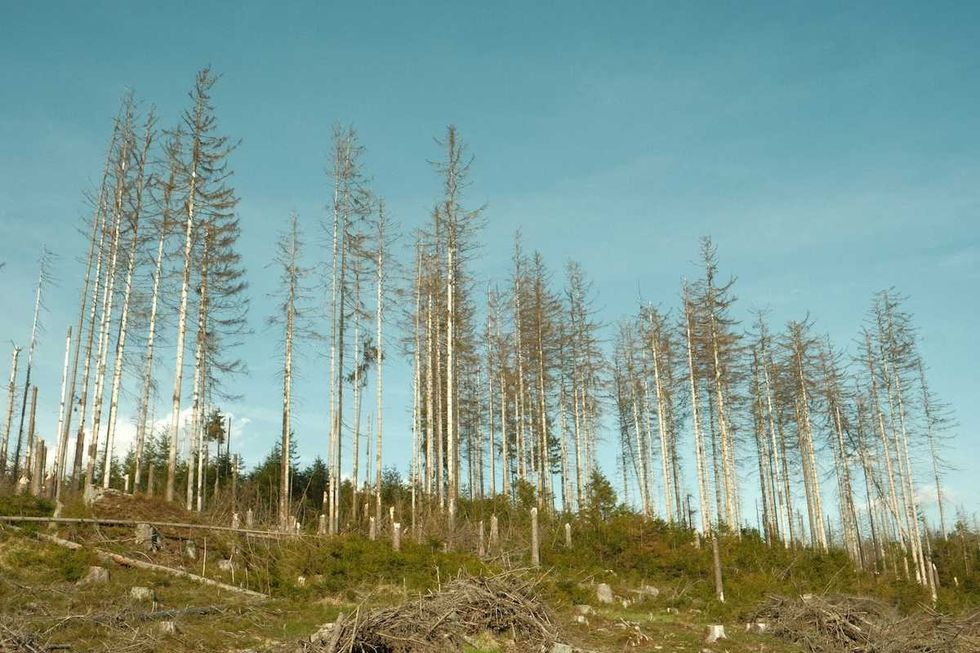 We are bombarding America’s forests with Roundup