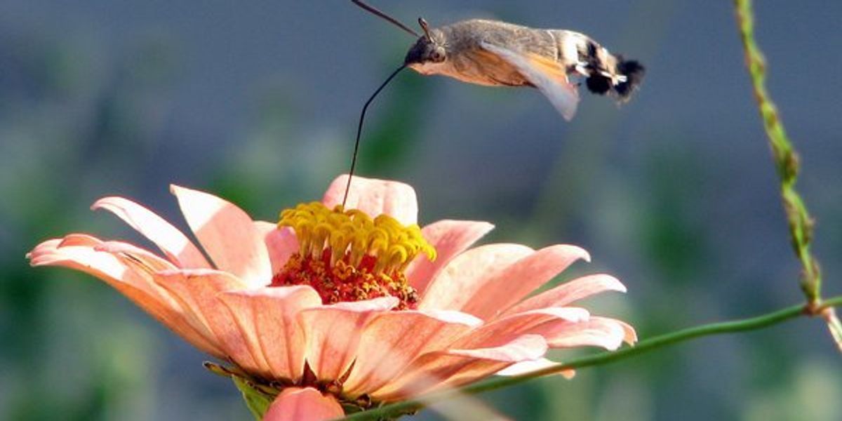 Air pollution' deters moth pollination