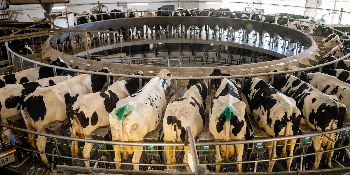 Amish CAFO JBS