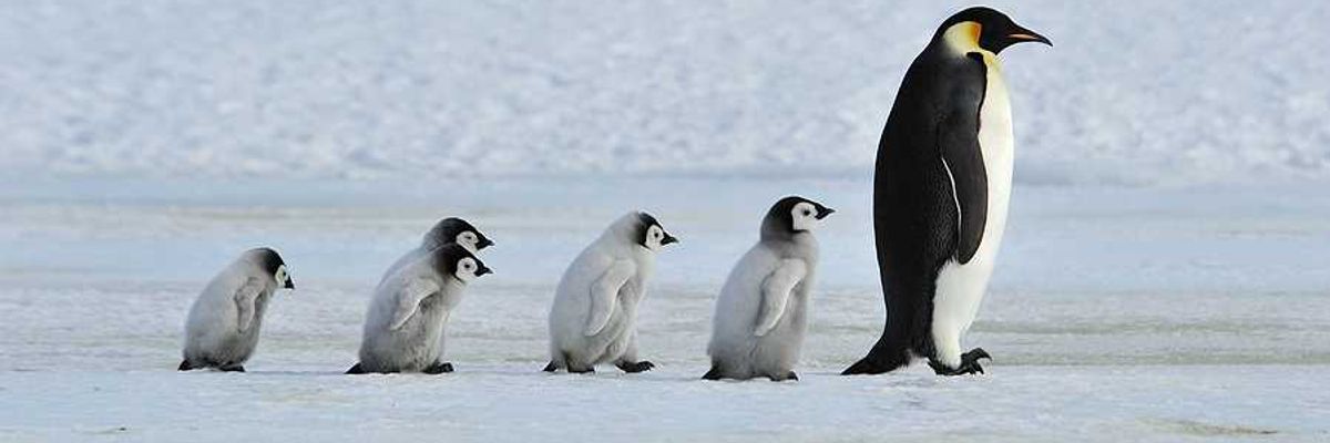 An adult penguin being followed by 5 baby penguins in a snowy landscape