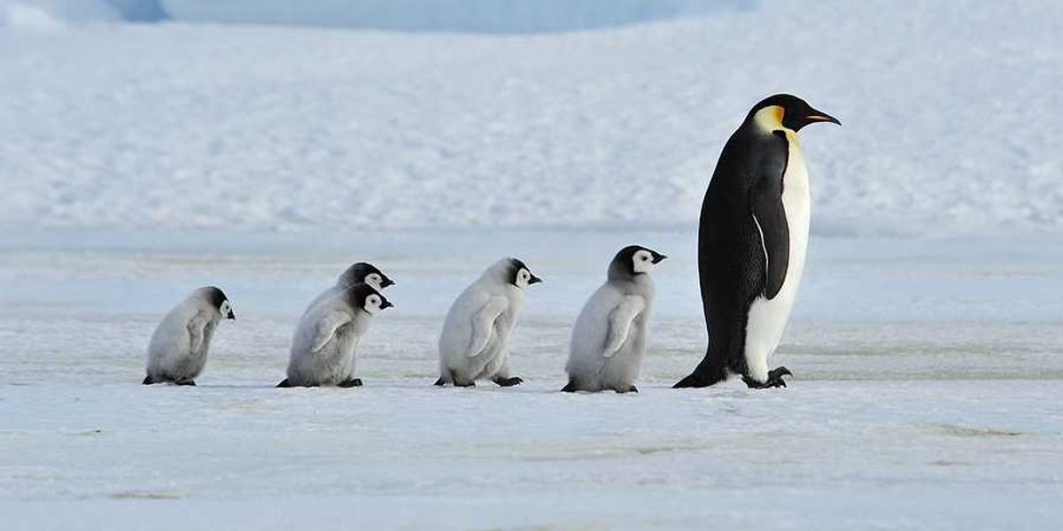 An adult penguin being followed by 5 baby penguins in a snowy landscape