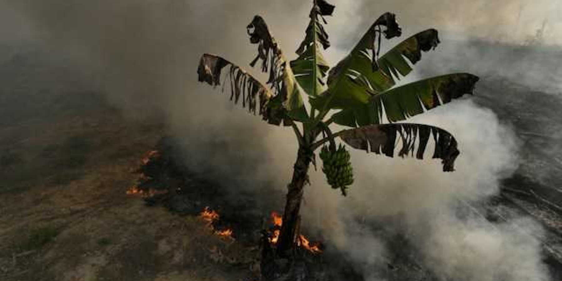 An aerial view of a banana tree with an encroaching wildfire and smoke