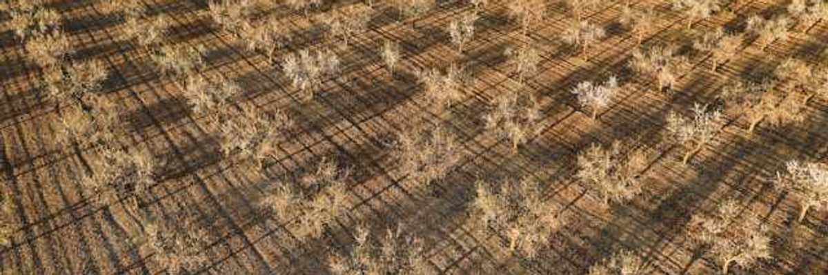 An aerial view of a dry orchard