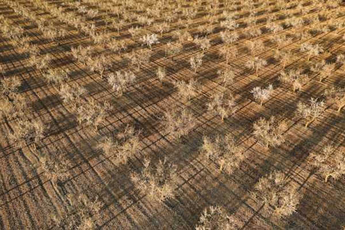 An aerial view of a dry orchard