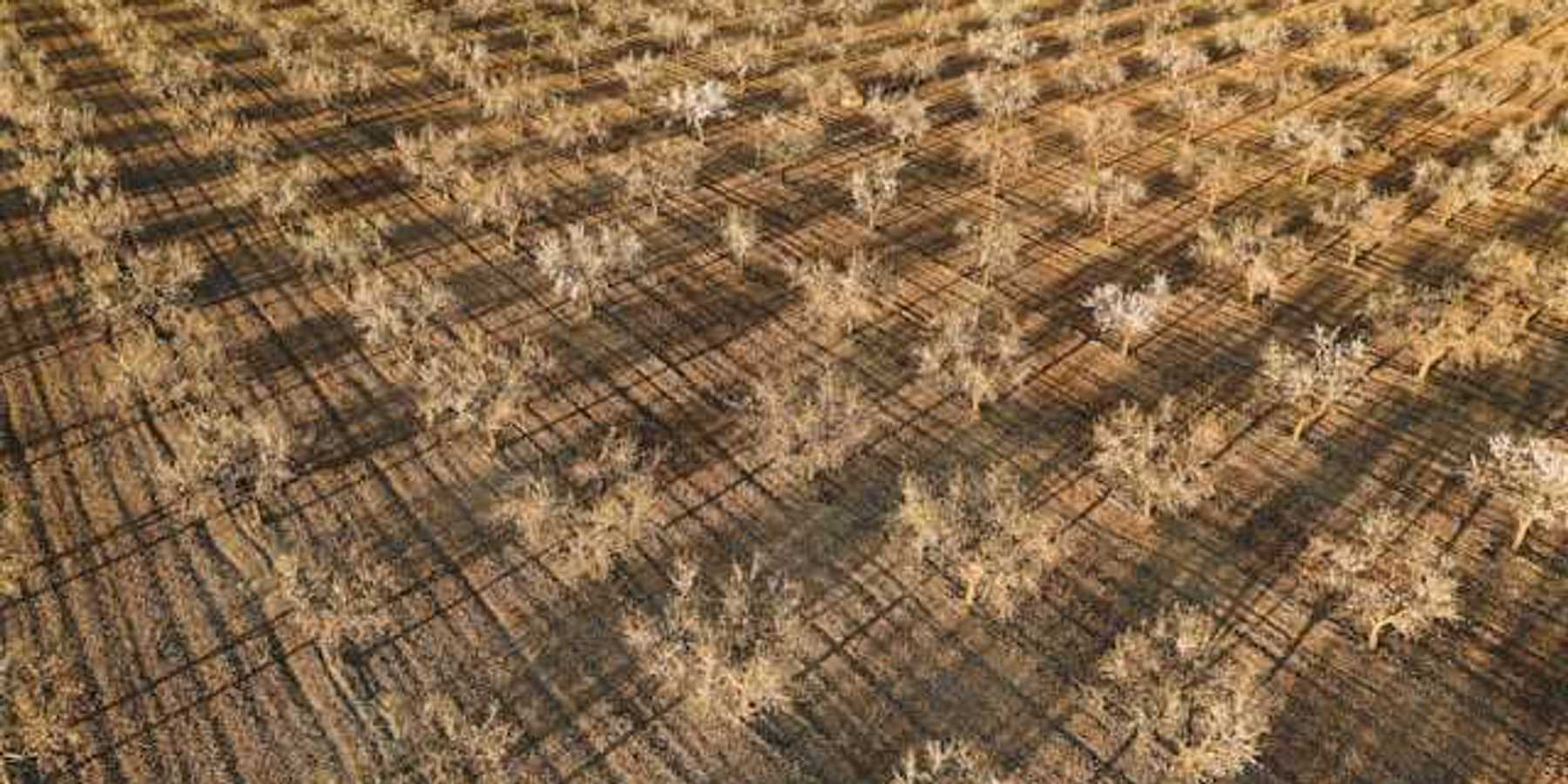 An aerial view of a dry orchard