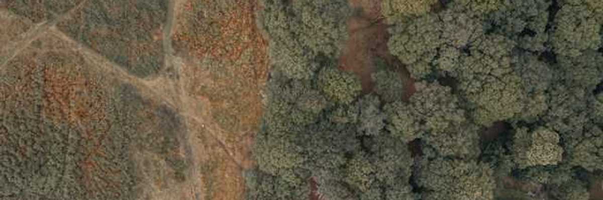 An aerial view of a forest with deforested area on the left