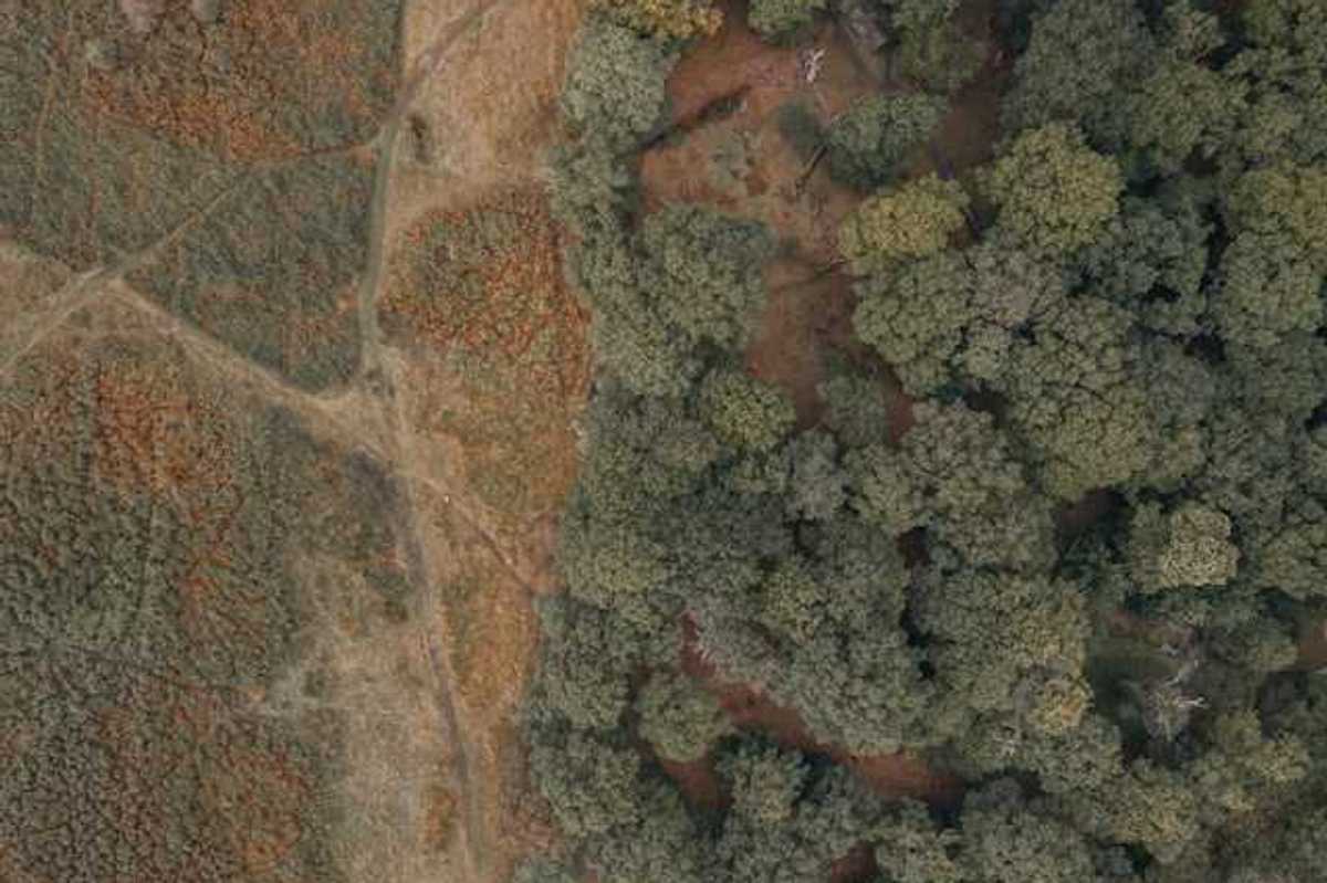 An aerial view of a forest with deforested area on the left