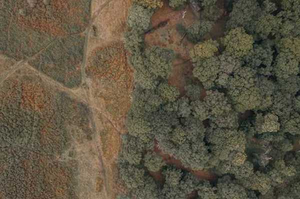 An aerial view of a forest with deforested area on the left