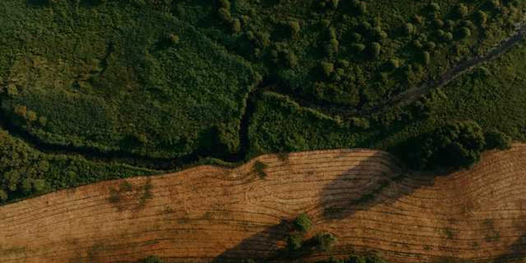 An aerial view of a forested environment with a slash of deforested fields running throughout