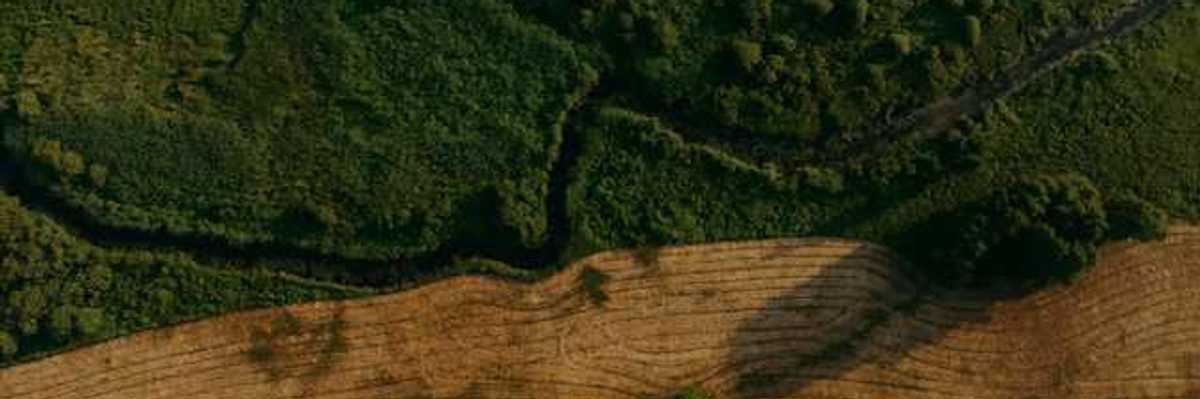 An aerial view of a green forest with a deforested section running through it