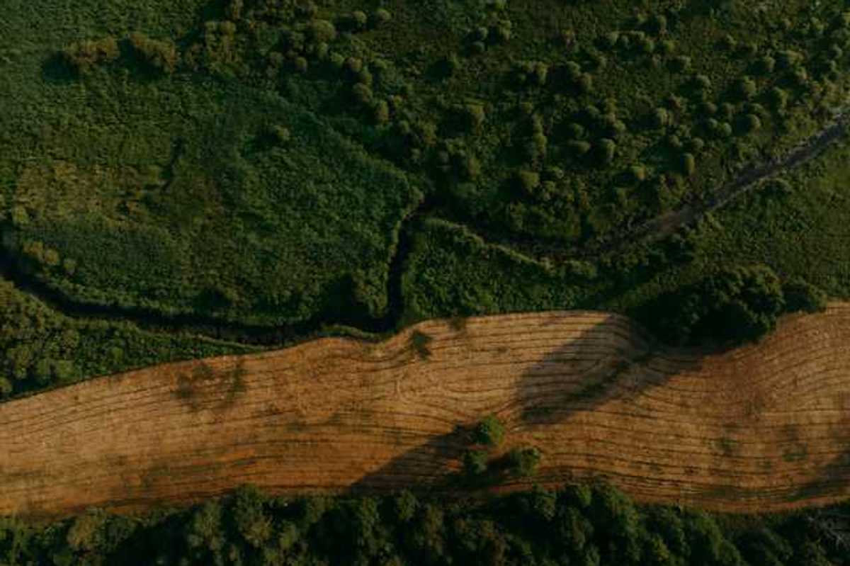 An aerial view of a green forest with a deforested section running through it