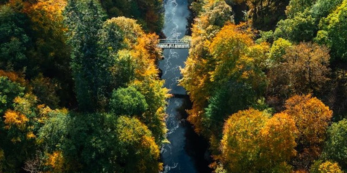 An aerial view of a river and bridge between trees.
