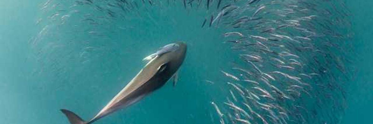 An aerial view of a whale with a school of fish