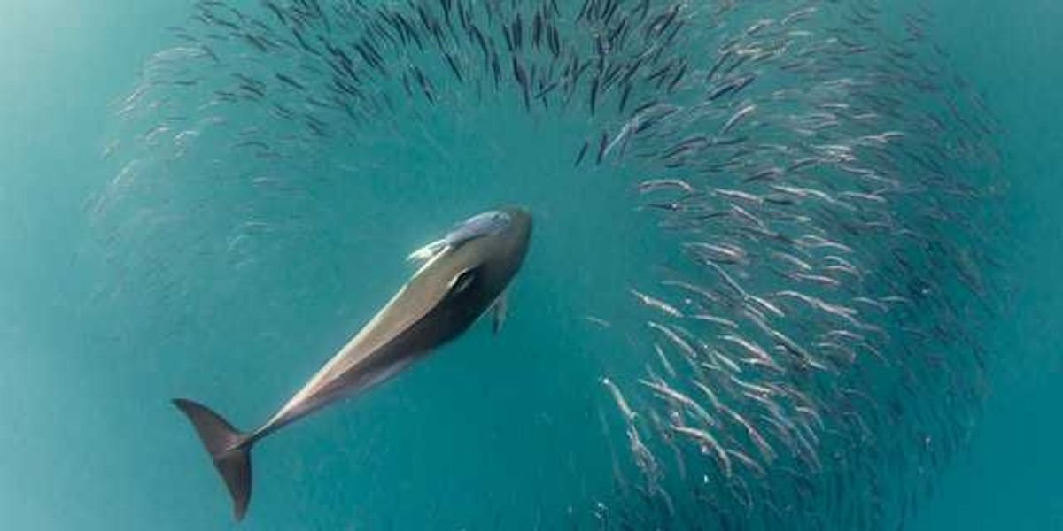 An aerial view of a whale with a school of fish