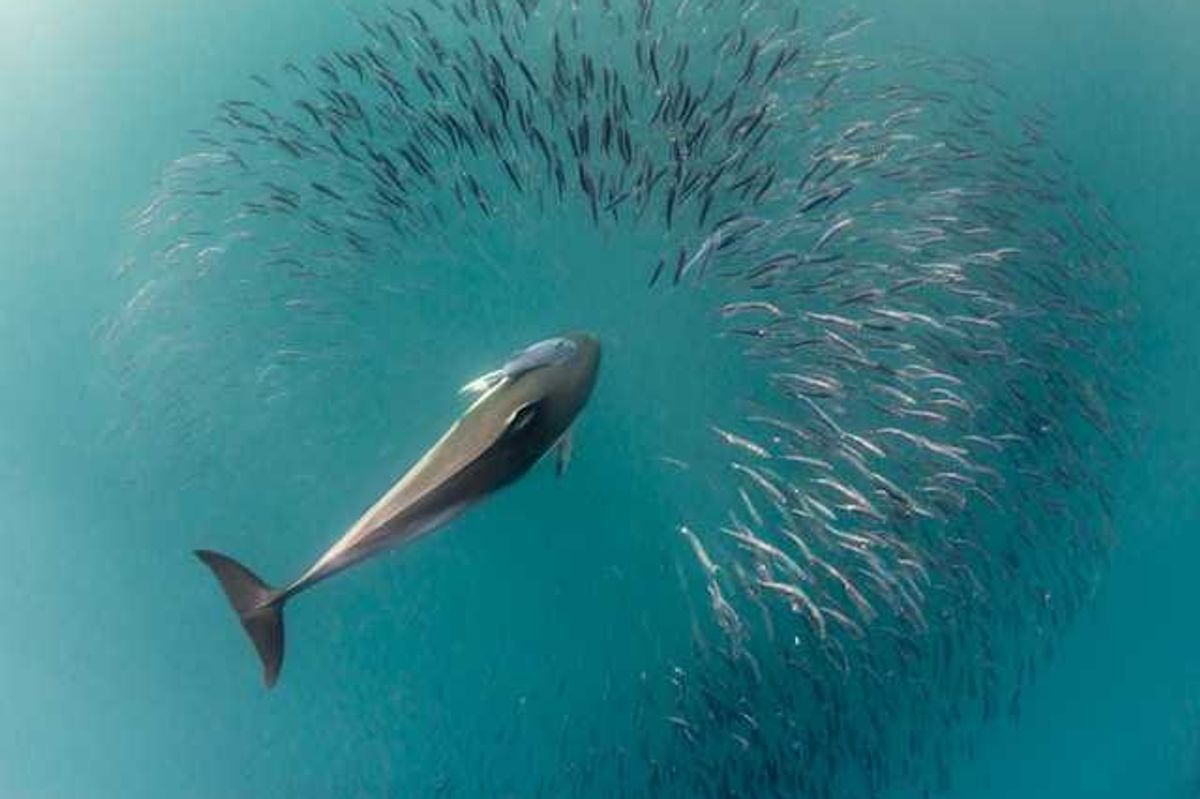 An aerial view of a whale with a school of fish
