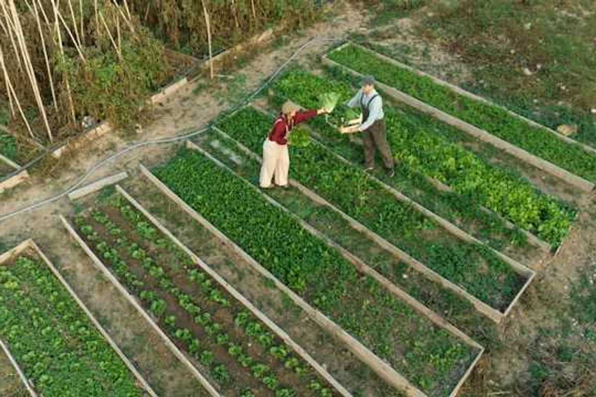An aerial view of two farmers standing next to raised beds