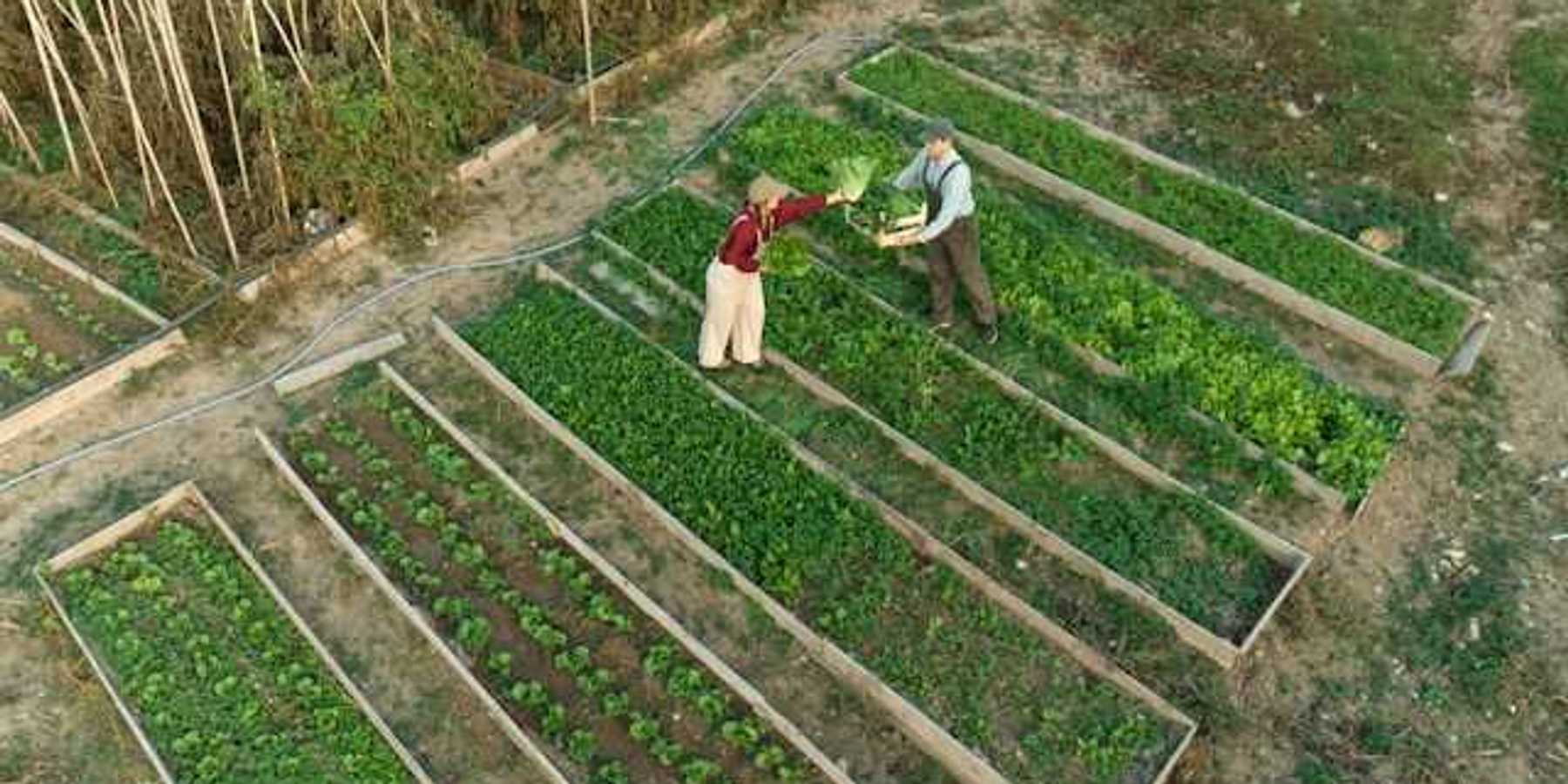 An aerial view of two farmers standing next to raised beds