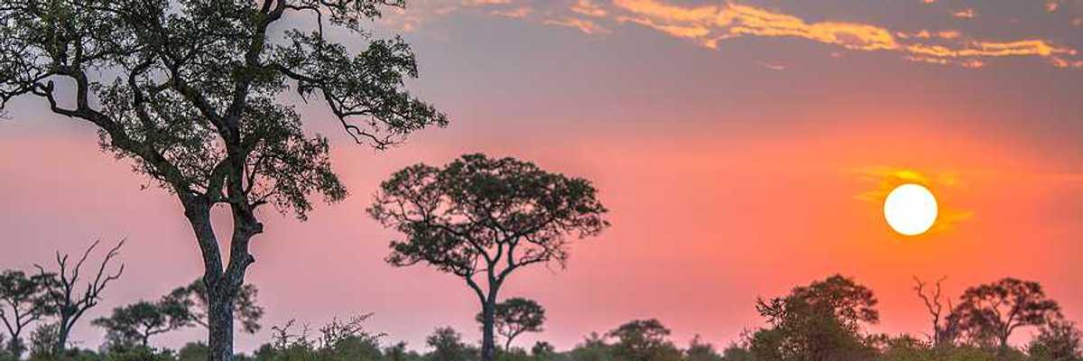 An African reserve with trees and the setting sun