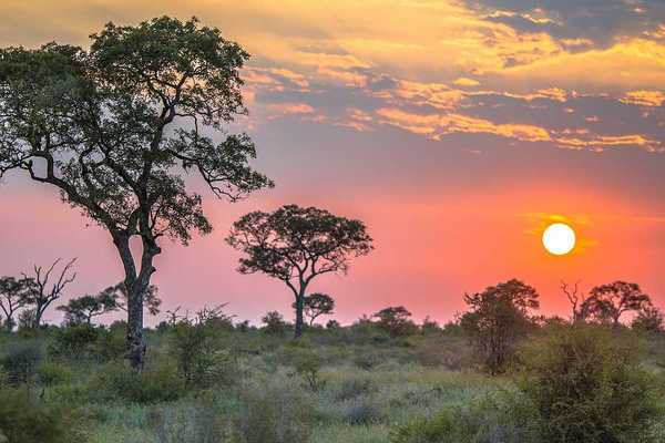 An African reserve with trees and the setting sun