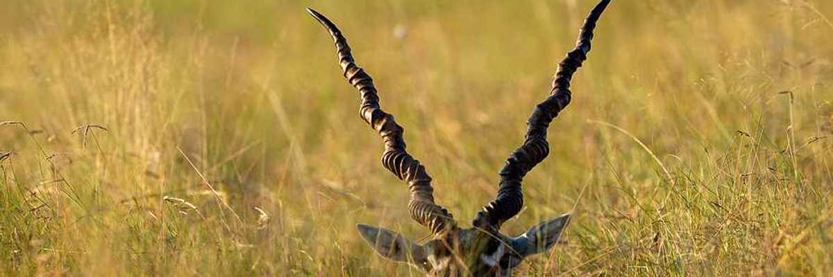 An antelope with large horns peeking above grasslands