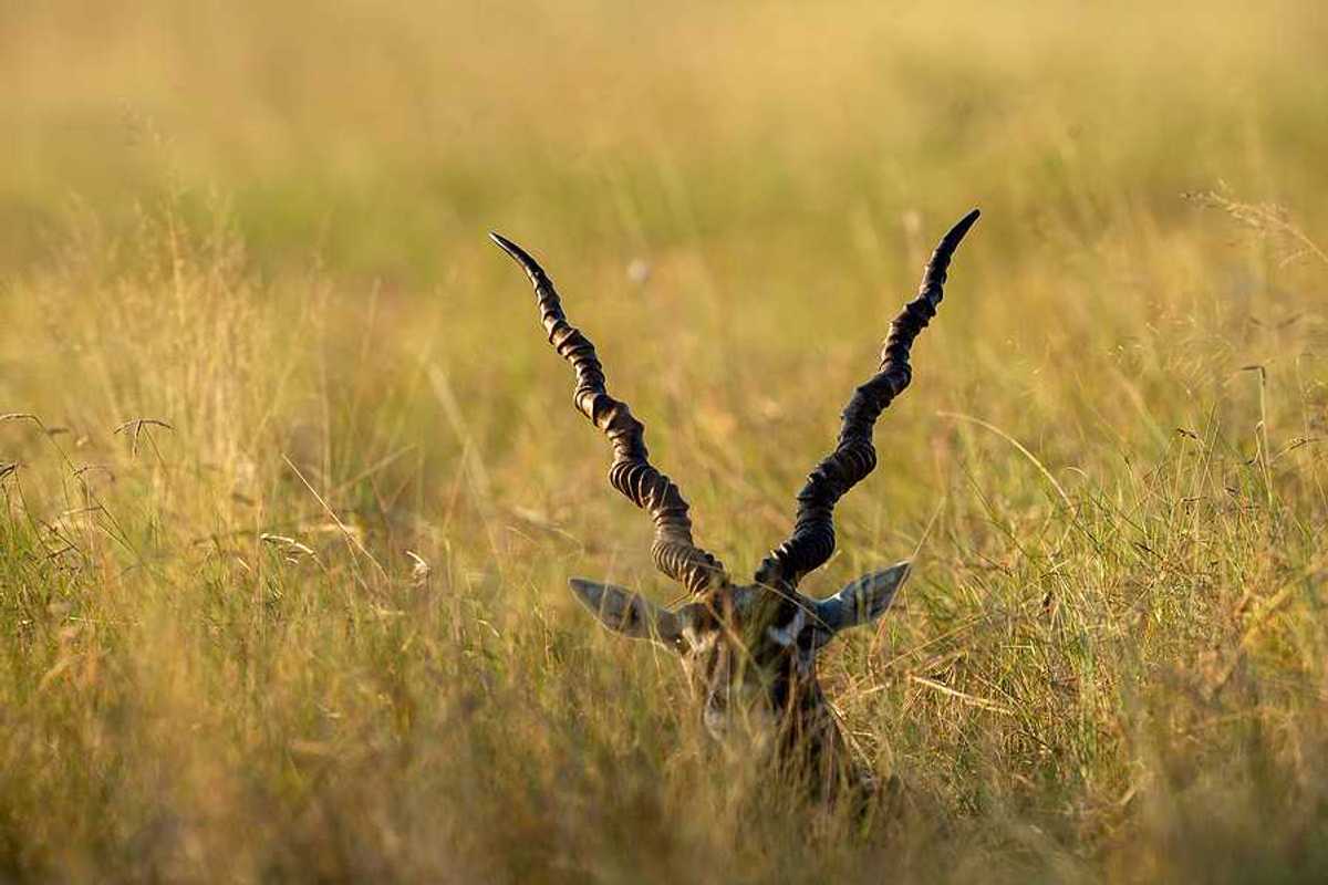 An antelope with large horns peeking above grasslands