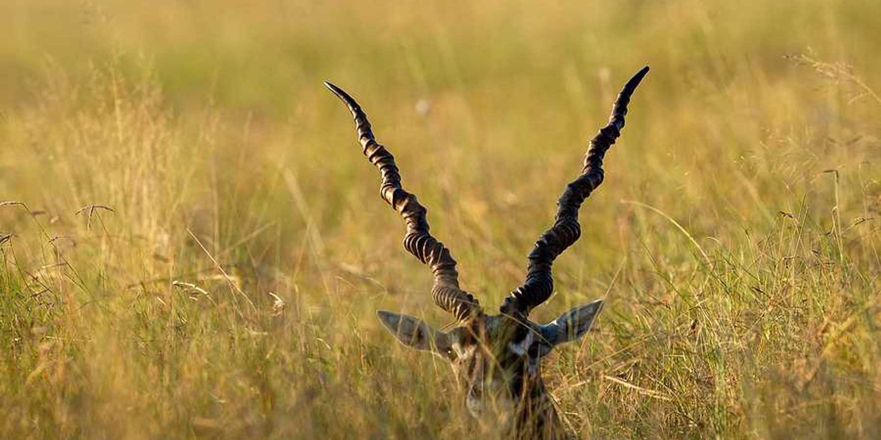 An antelope with large horns peeking above grasslands
