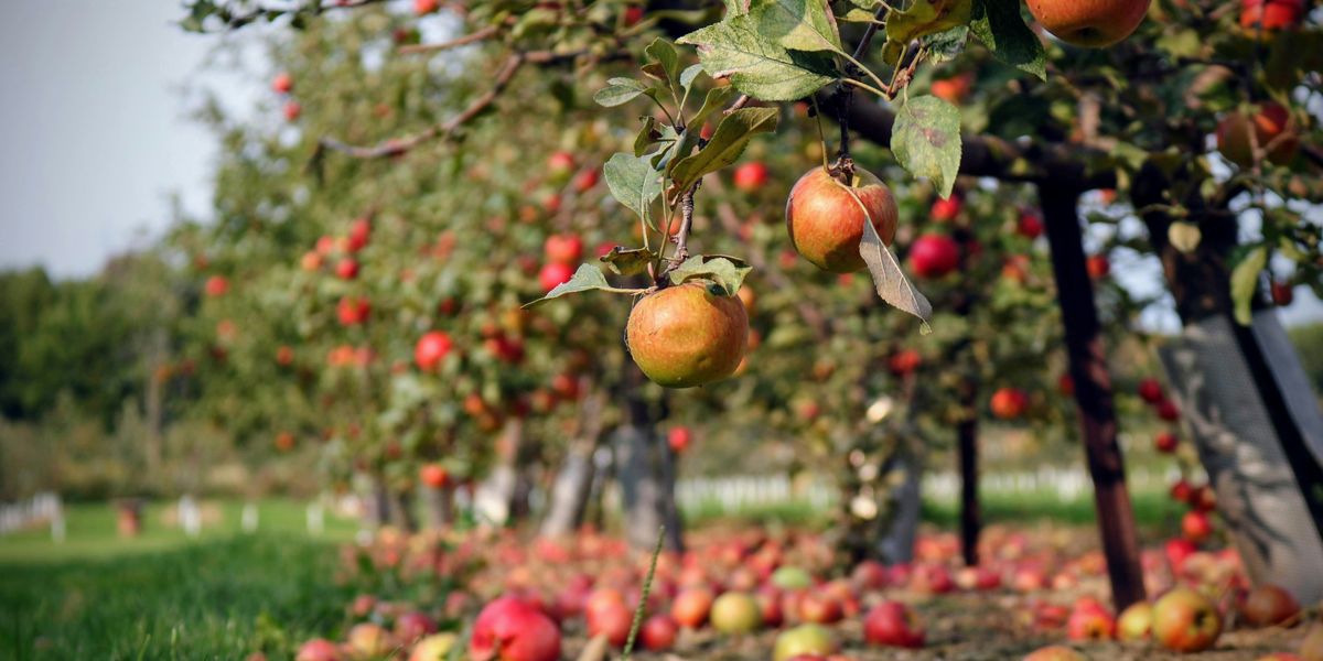 An apple orchard with apples lying beneath full trees