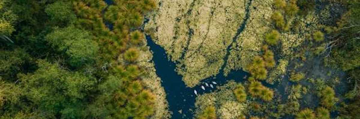 An arial view of a wetlands environment with water and shrubbery