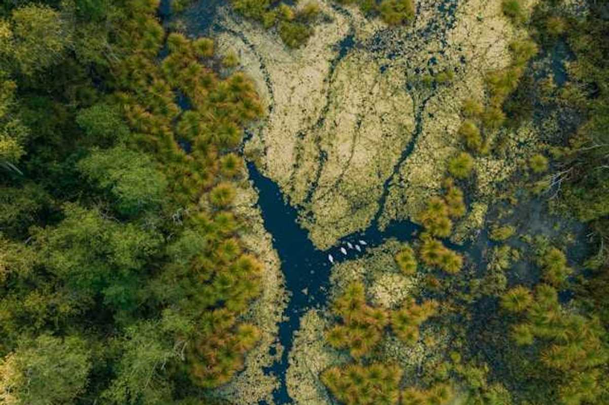 An arial view of a wetlands environment with water and shrubbery