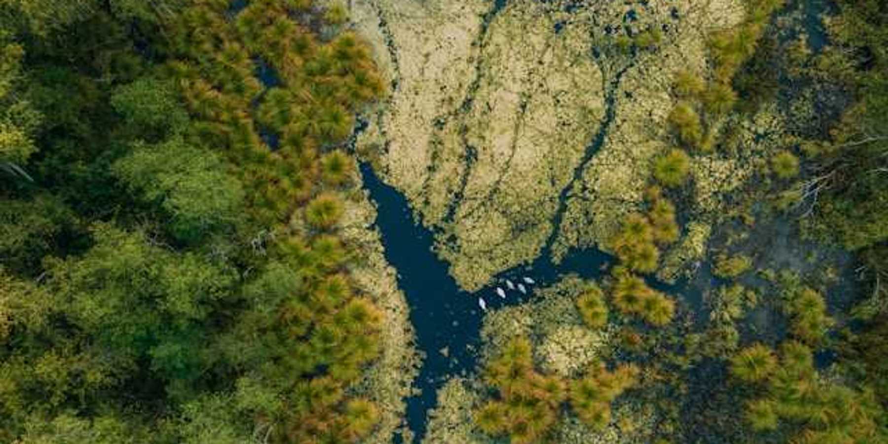 An arial view of a wetlands environment with water and shrubbery