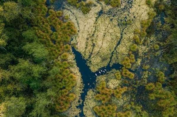An arial view of a wetlands environment with water and shrubbery