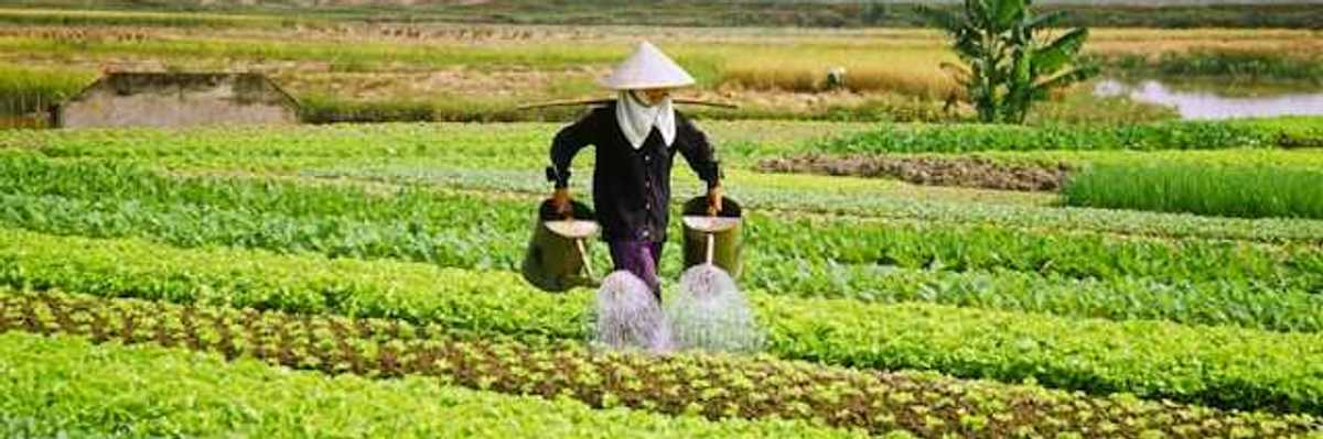 An Asian farmer with a hat on watering their crops