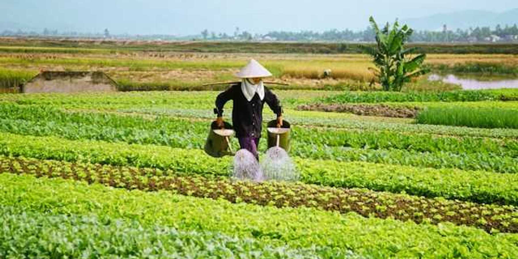 An Asian farmer with a hat on watering their crops