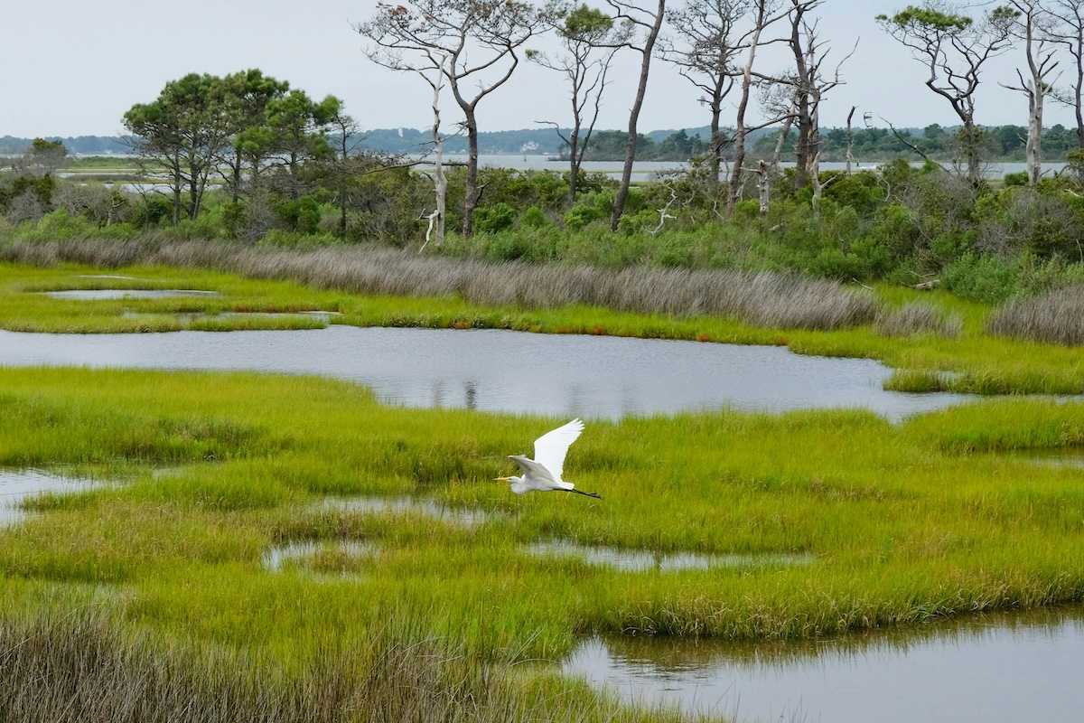 An egret glides across the wetlands at Assateague Island