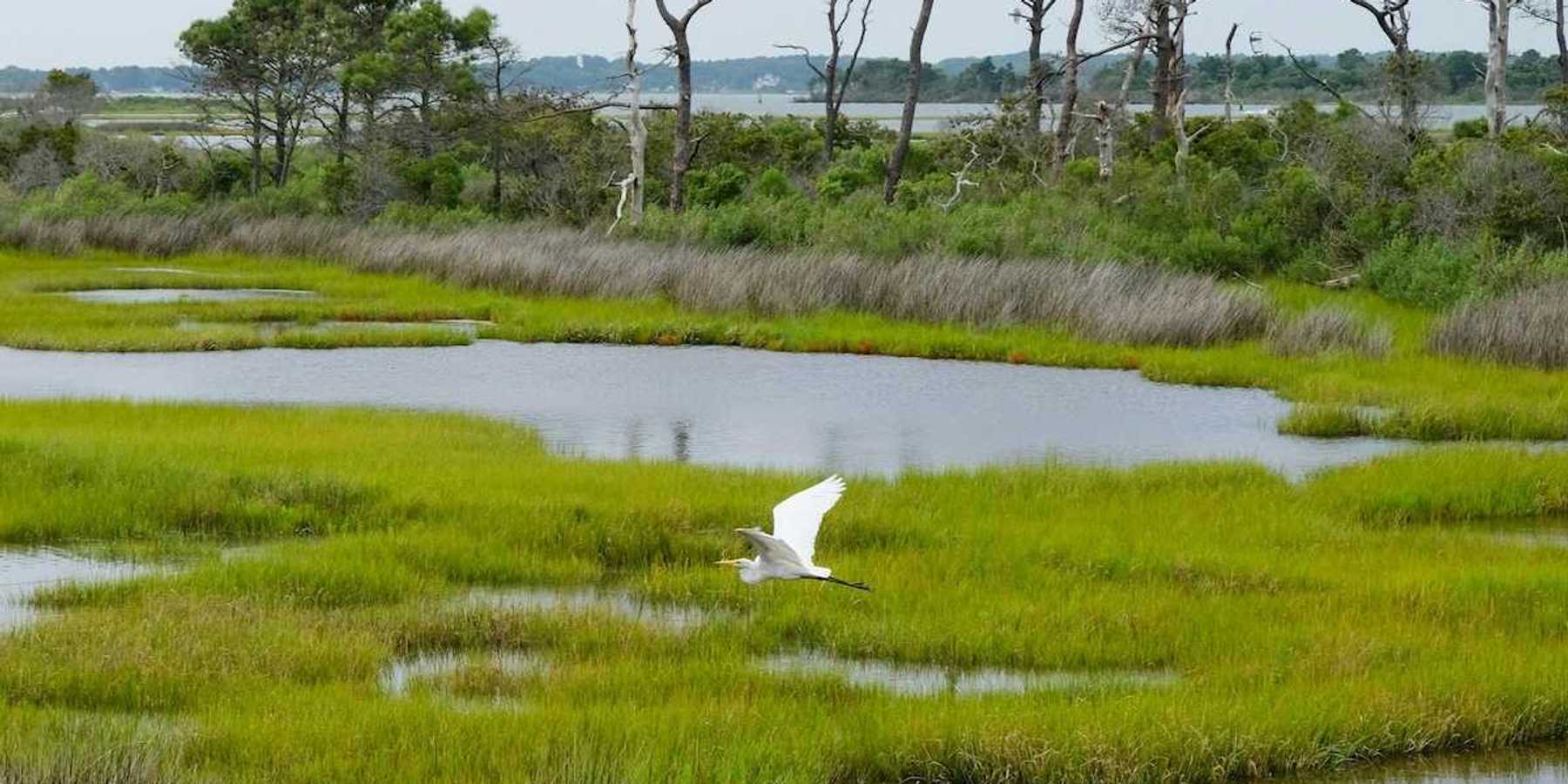An egret glides across the wetlands at Assateague Island