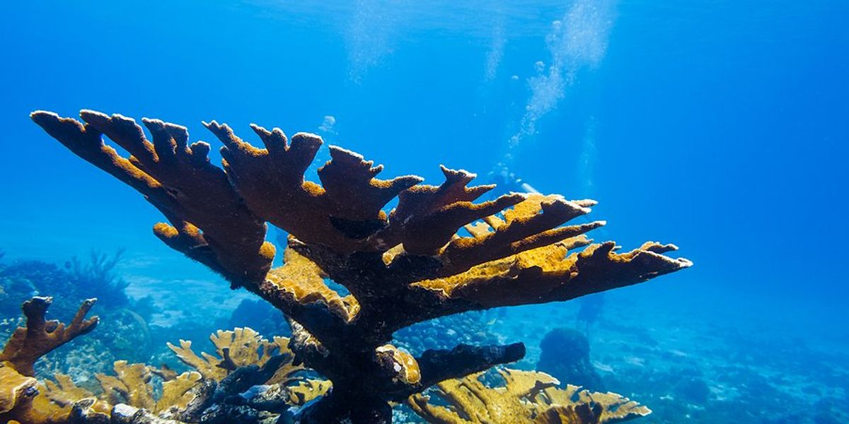 An Elkhorn coral under water.