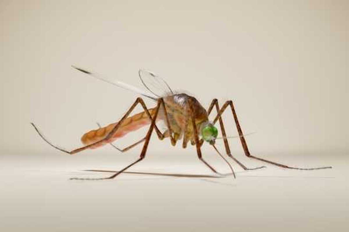 An illustration of a mosquito on a beige background