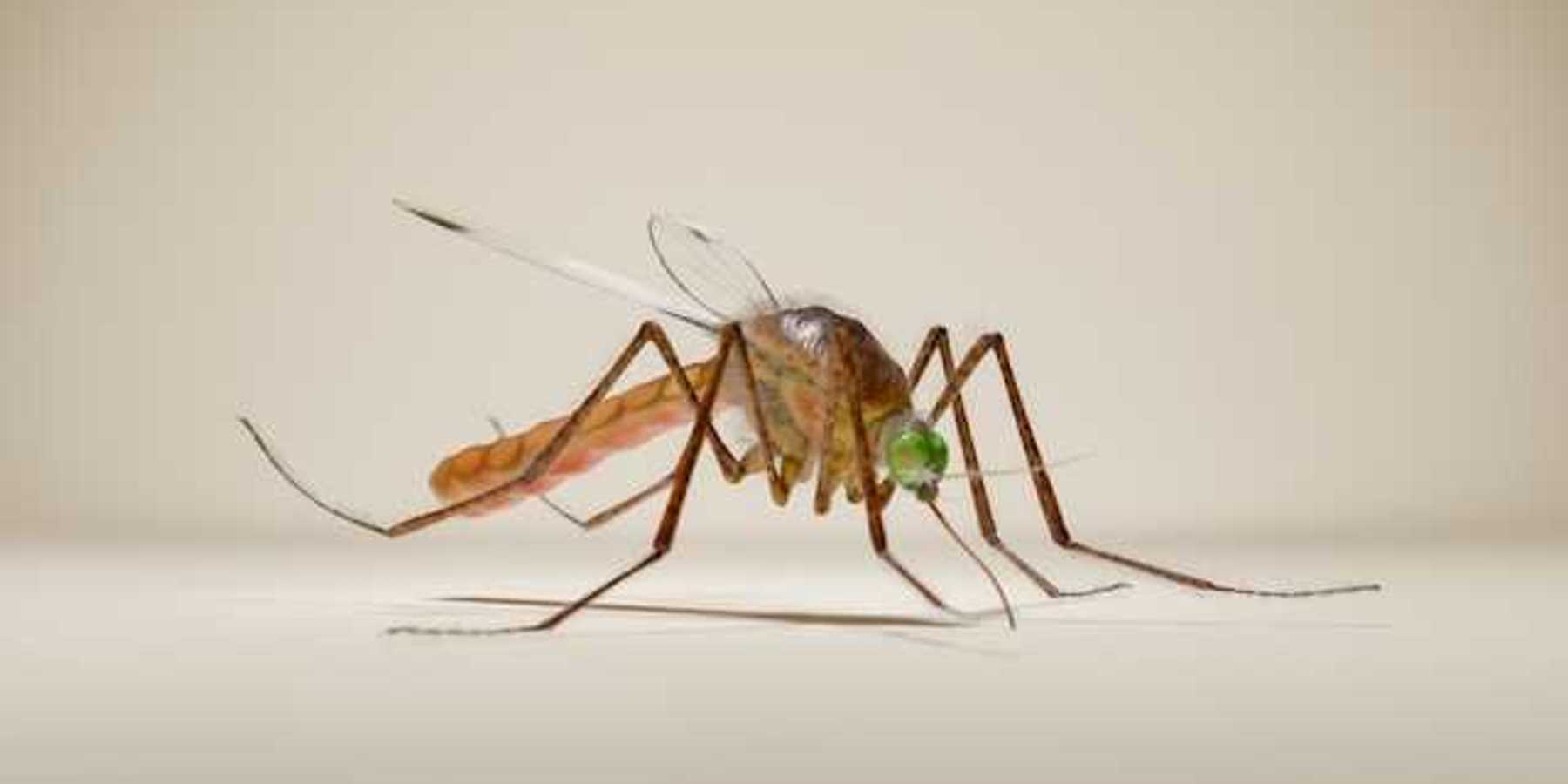 An illustration of a mosquito on a beige background
