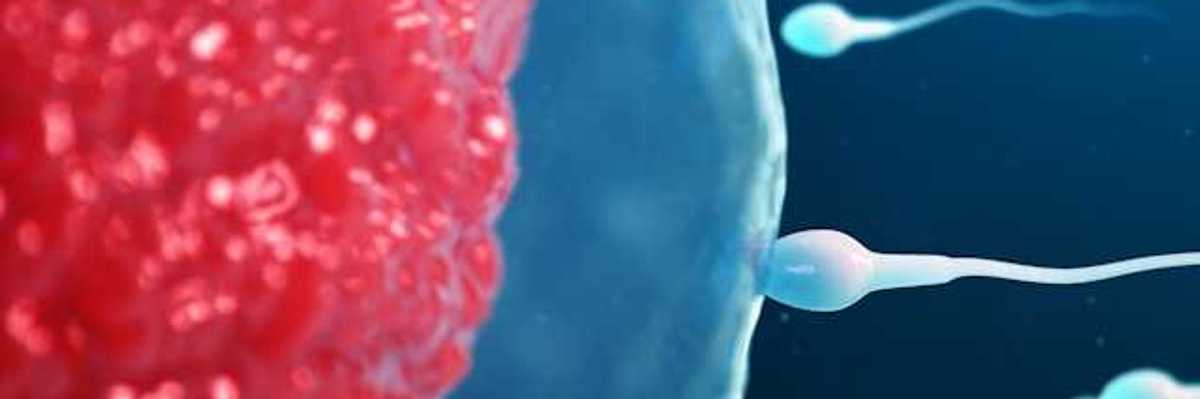 An illustration of sperm advancing toward an egg