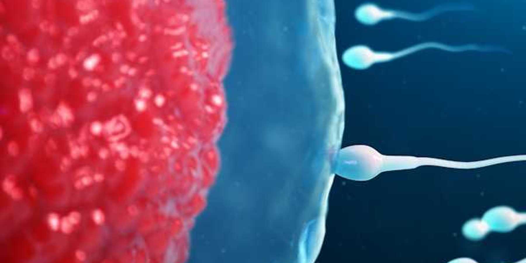 An illustration of sperm advancing toward an egg