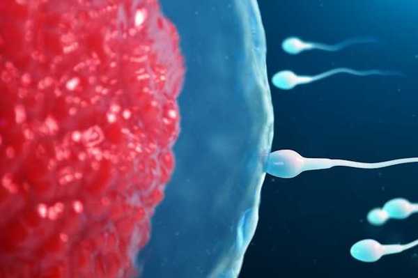 An illustration of sperm advancing toward an egg