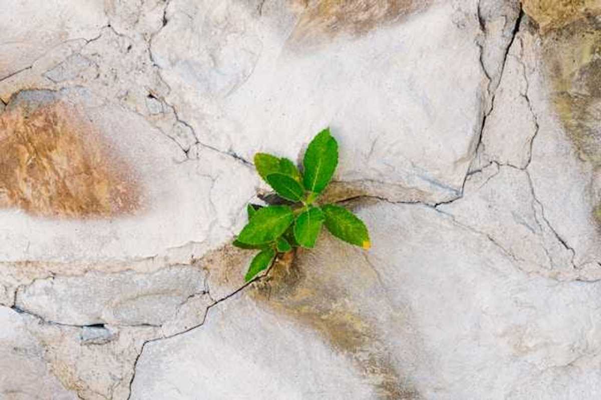 An overhead view of a dried rock face with a green plant growing out of a crack