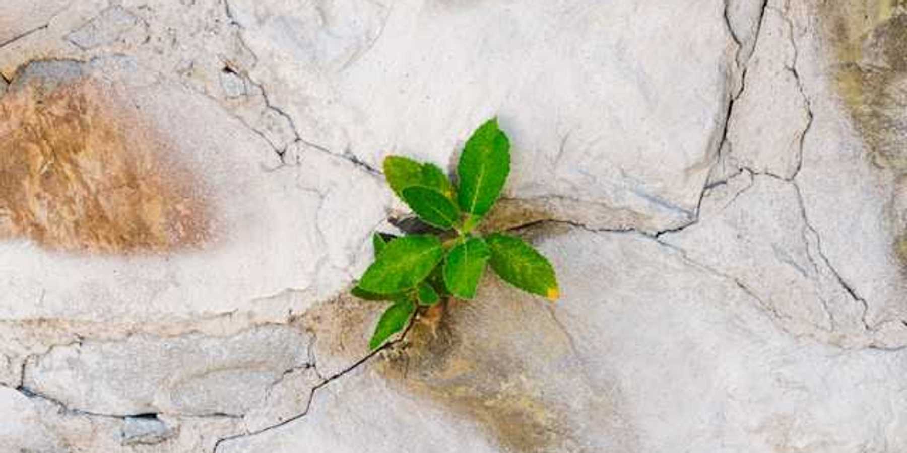 An overhead view of a dried rock face with a green plant growing out of a crack