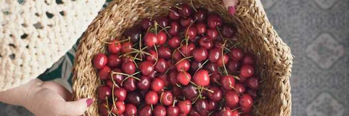 An overhead view of a person holding a basket of red cherries