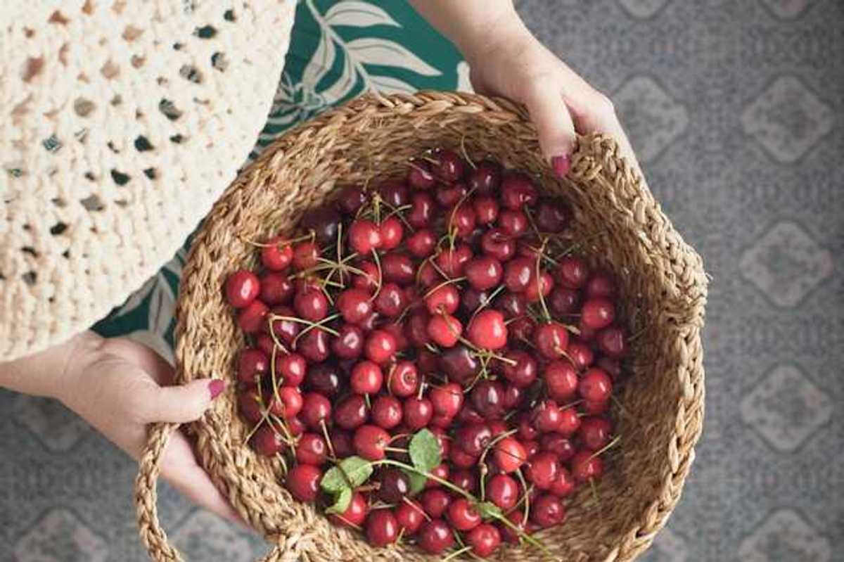 An overhead view of a person holding a basket of red cherries