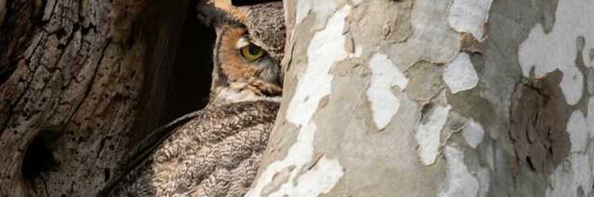 An owl peering out from its nest in a tree cavity