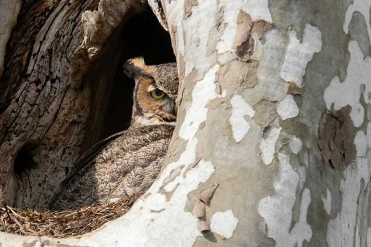 An owl peering out from its nest in a tree cavity