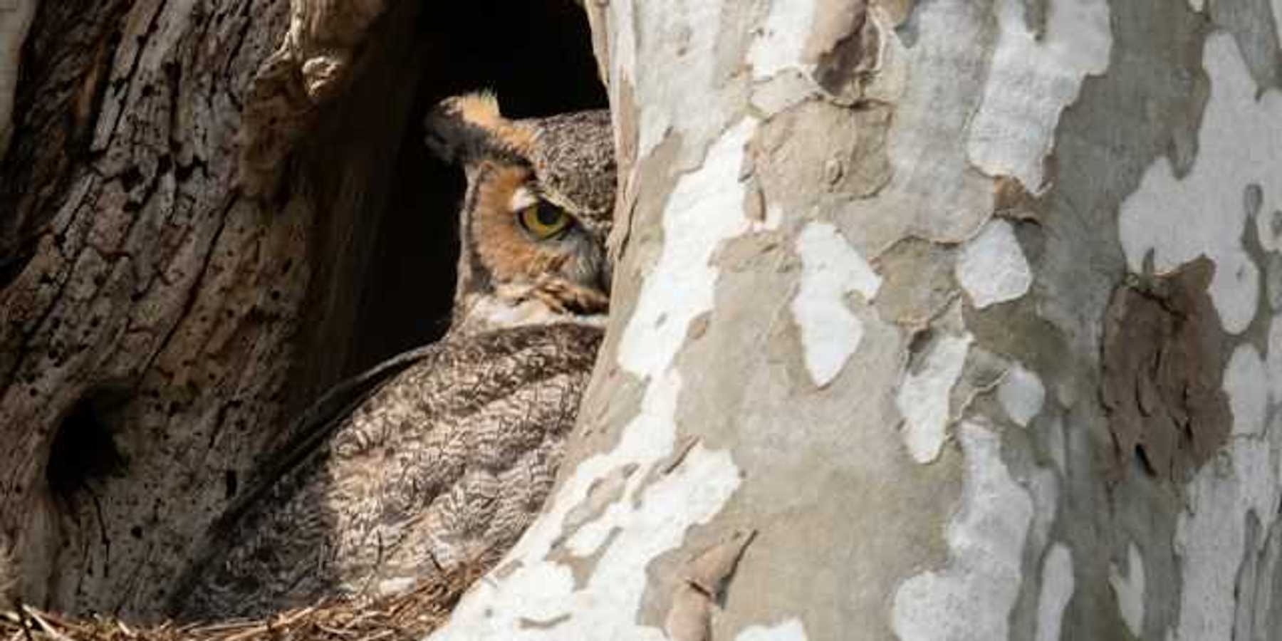 An owl peering out from its nest in a tree cavity