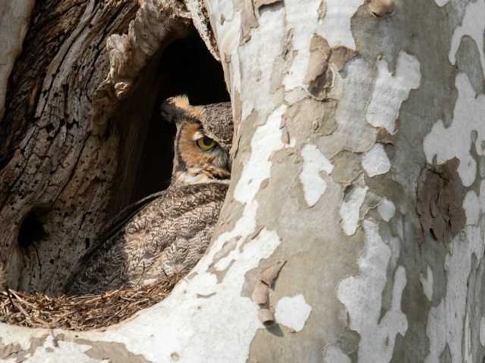 The humble tree hole turns out to be a remarkable climate refuge
